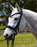 Tota Andros Double Bridle Standard