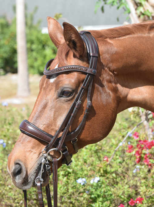 Tota Comfort System Cayman Double Bridle - Brown