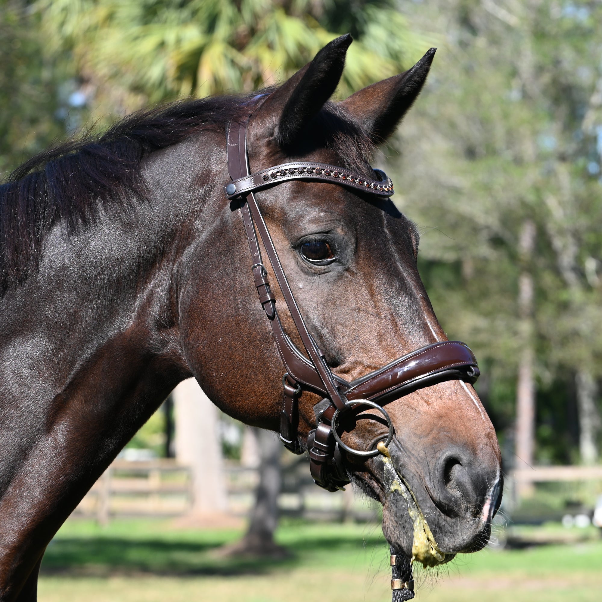 https://thedressageconnection.com/cdn/shop/files/dsc_6347_2000x2000_crop_center.jpg?v=1702216615