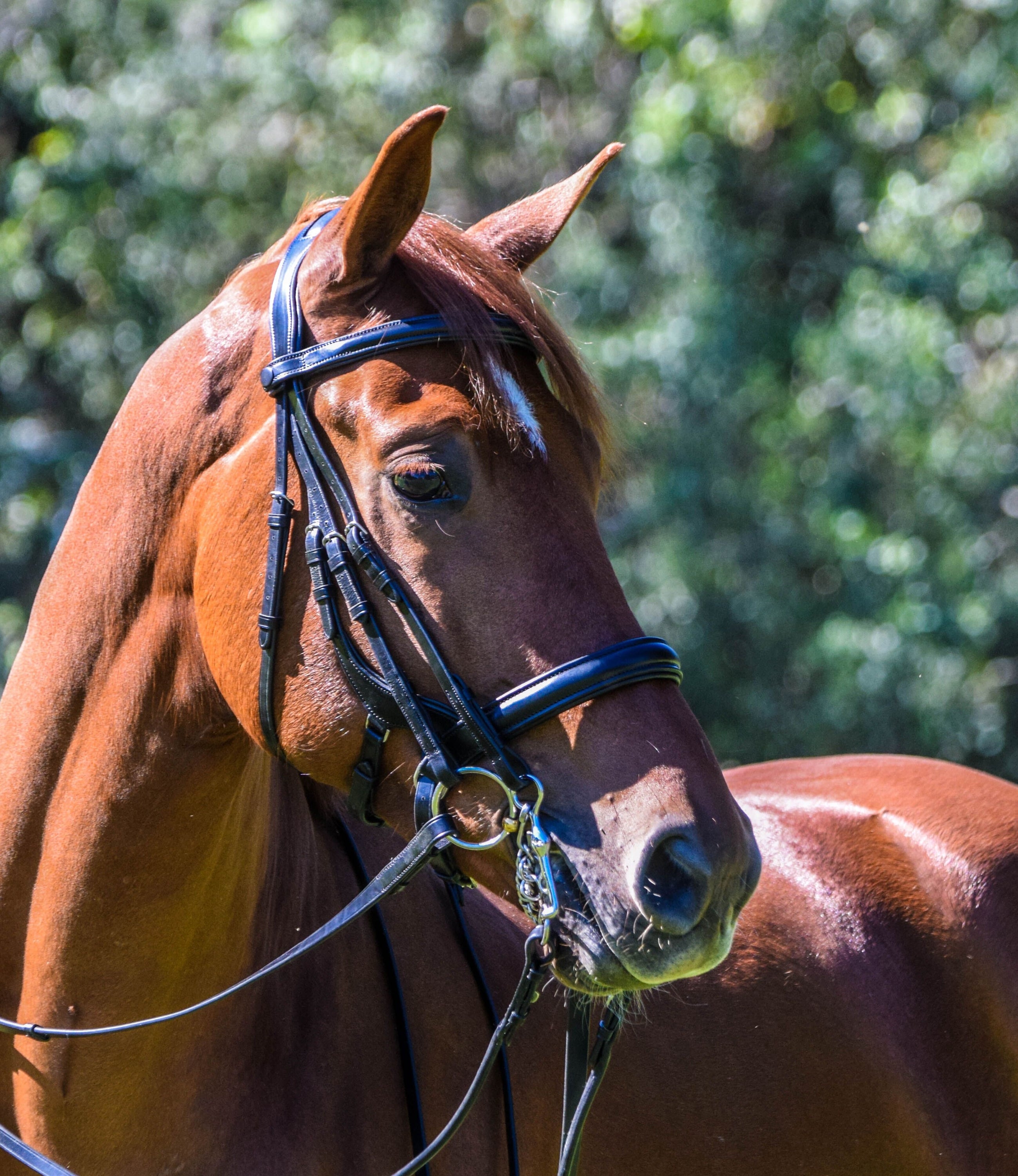 Tota Comfort System Bimini Double Bridle — The Dressage Connection