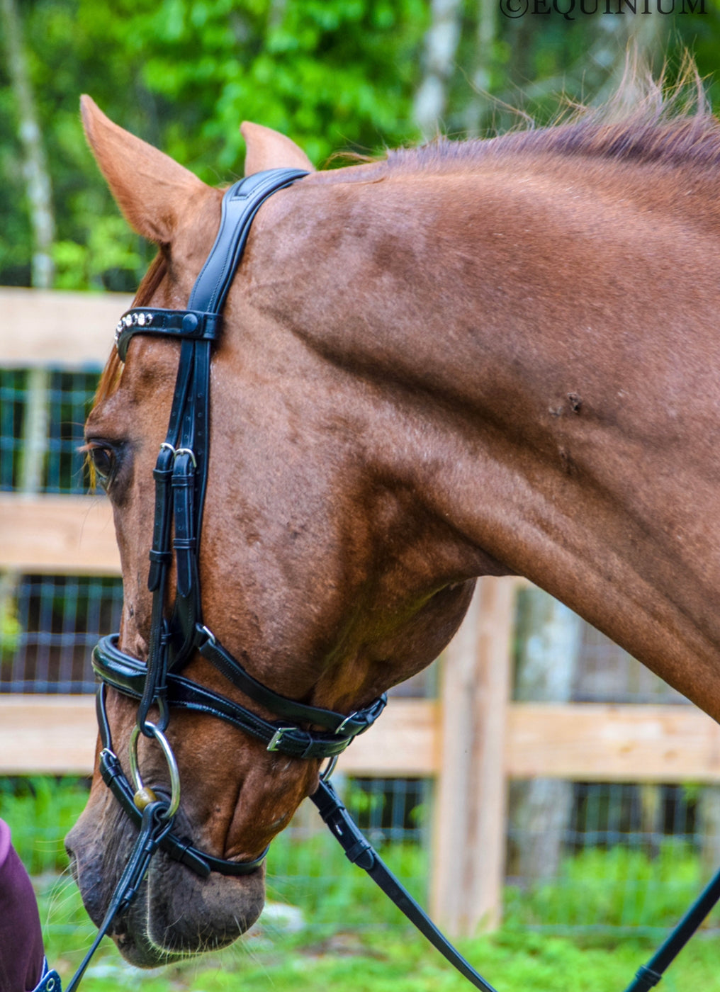 Tota Comfort System Bimini Snaffle Bridle — The Dressage Connection