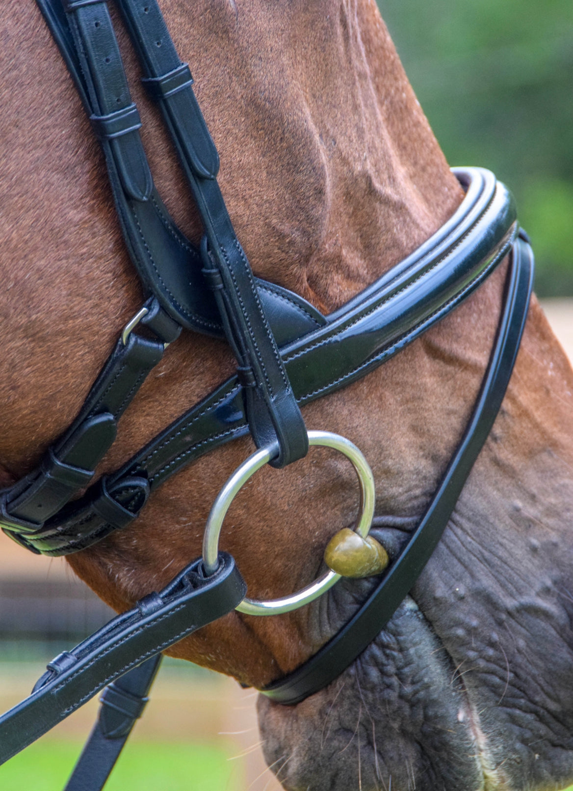Tota Comfort System Bimini Snaffle Bridle — The Dressage Connection