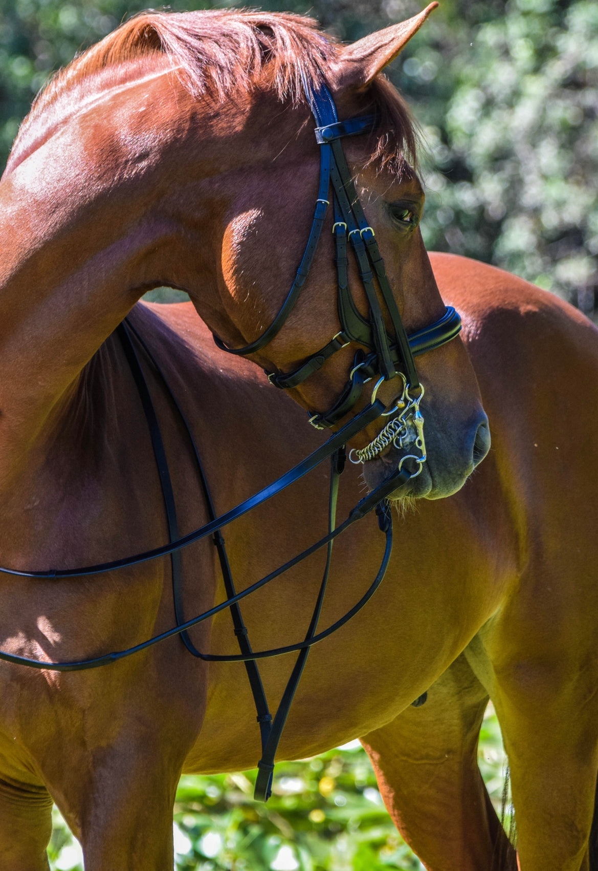 Tota Comfort System Bimini Double Bridle — The Dressage Connection
