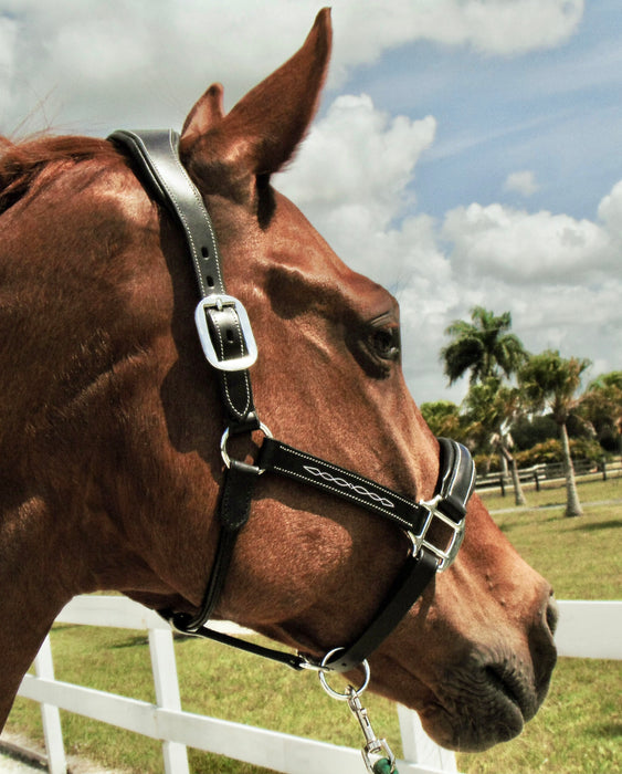 Tota Comfort System Freeport Stitched Leather Halter