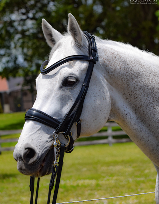 Tota Andros Double Bridle Standard