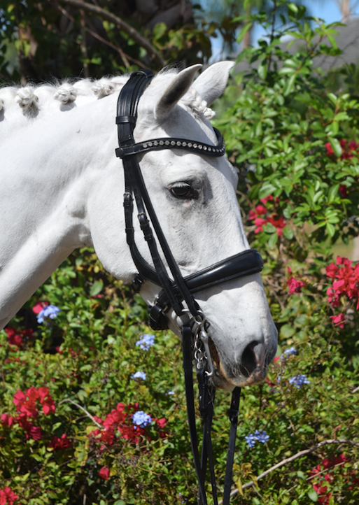 Tota Comfort System Cayman Double Bridle - Standard( WITH THROAT LATCH ...
