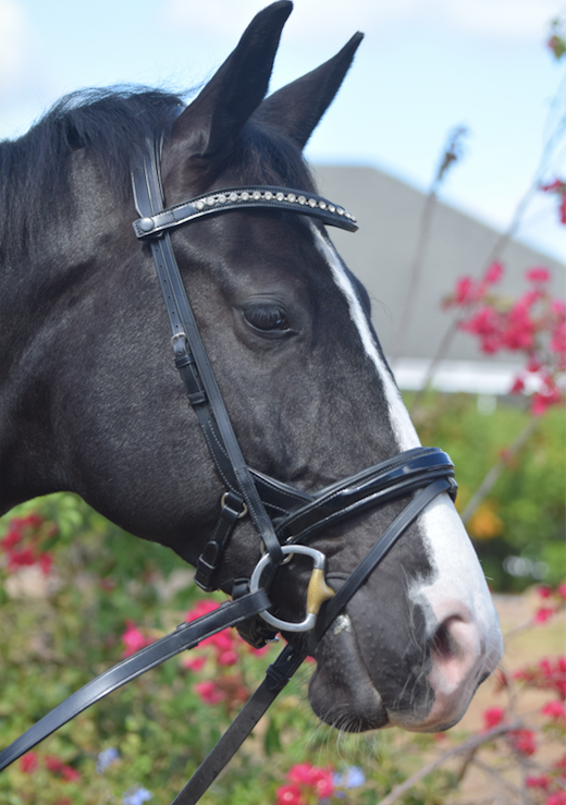 Tota Comfort System Cayman Snaffle Bridle - ( WITH THROAT LATCH ) — The ...