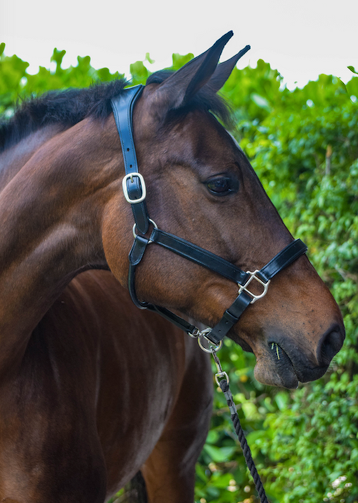 Tota Comfort System Andros Ergonomic Halter