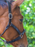 Tota Comfort System 4-Way Padded Leather Halter