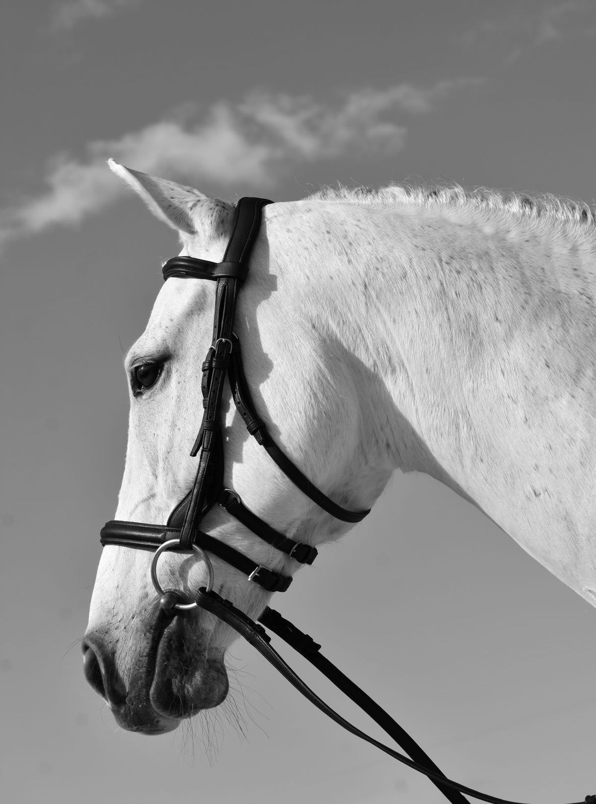 Tota Comfort System Freeport Snaffle Bridle (With Sewn-In Flash) — The ...